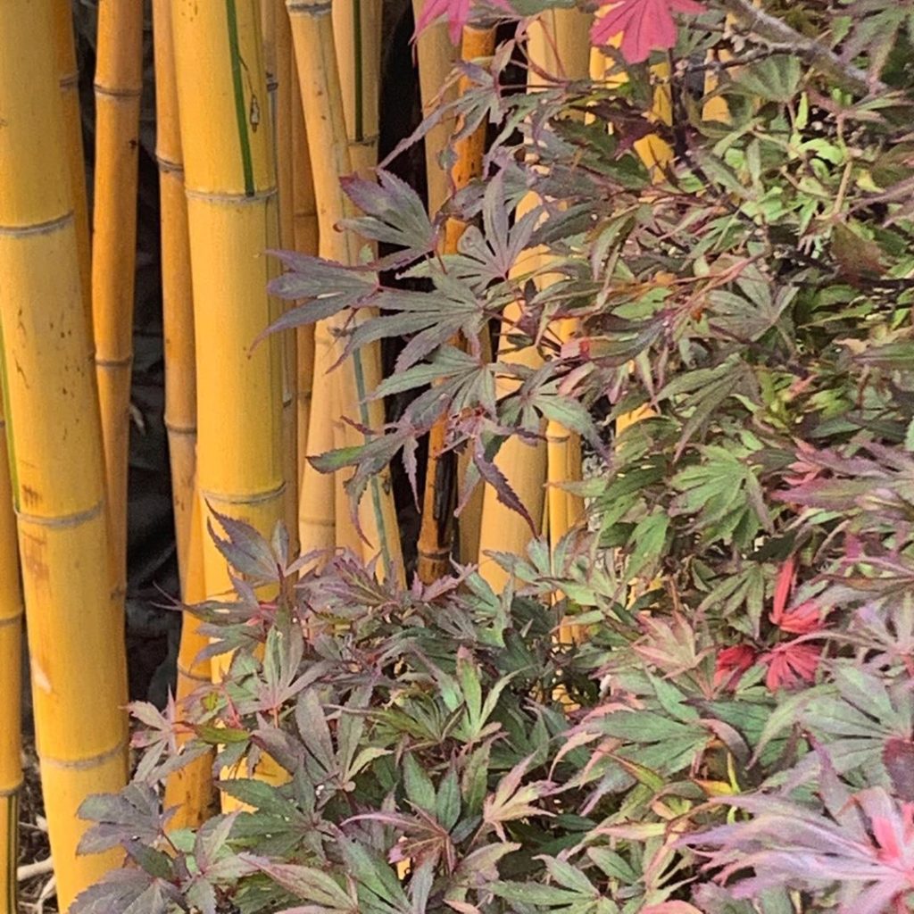 Bamboo & Acer. A classic combination, no need for anything else (well, maybe a f...