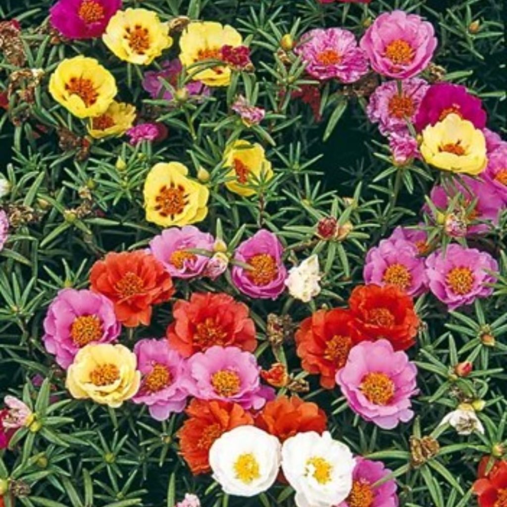 gardendesignmag: Mystery Plant Monday:
-Annual
-Loves to be planted in the sun
-Perfect for hot a… Mystery Plant Monday:
-Annual
-Loves to be planted in the sun
-Perfect for hot a...