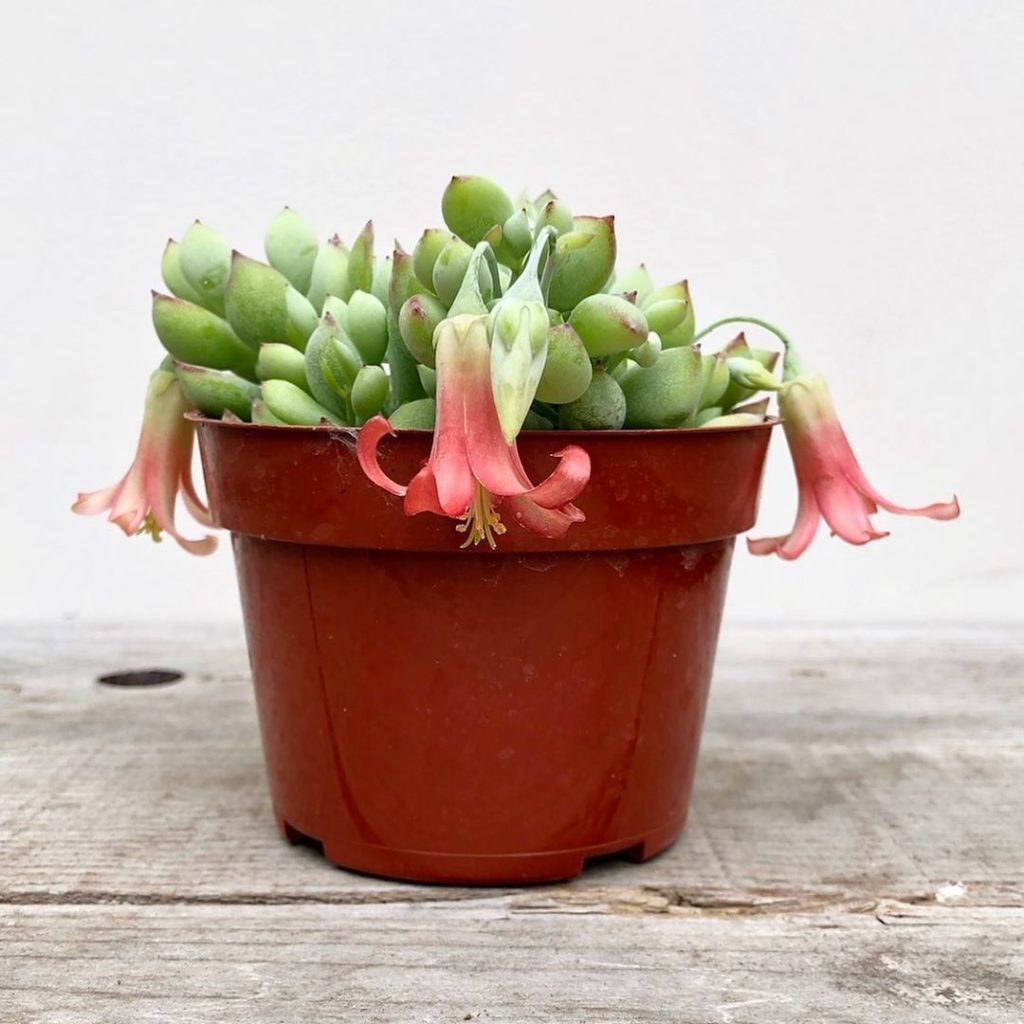 NEW! Cotyledon Pendens...