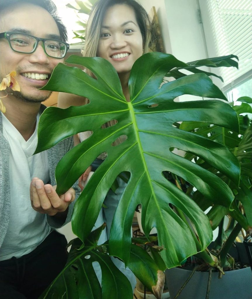 The monstera leaf from last week's time lapse kept getting bigger - this is the ...