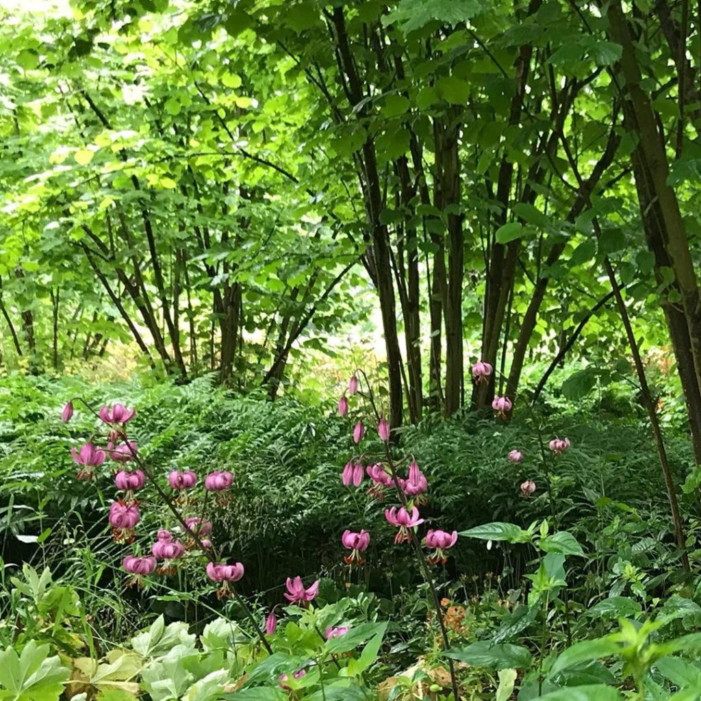 sheilajacklandscapes: The Nuttery at Sissinghurst in Summer. Such a beautiful lush green carpet of Mat… The Nuttery at Sissinghurst in Summer. Such a beautiful lush green carpet of Mat...