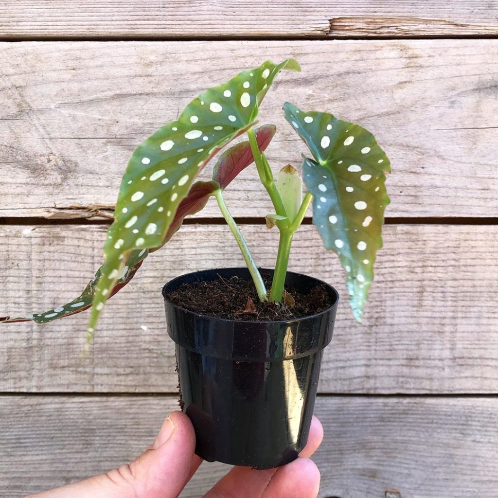 Enter to win a mini Polka Dot Begonia! Just comment your third emoji and tag a ...