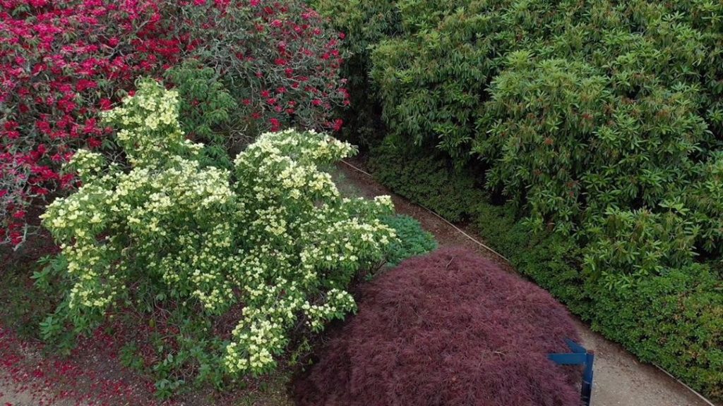 #Monday #morning #magic : An amazing & unknown Cornus ... any suggestions most w...