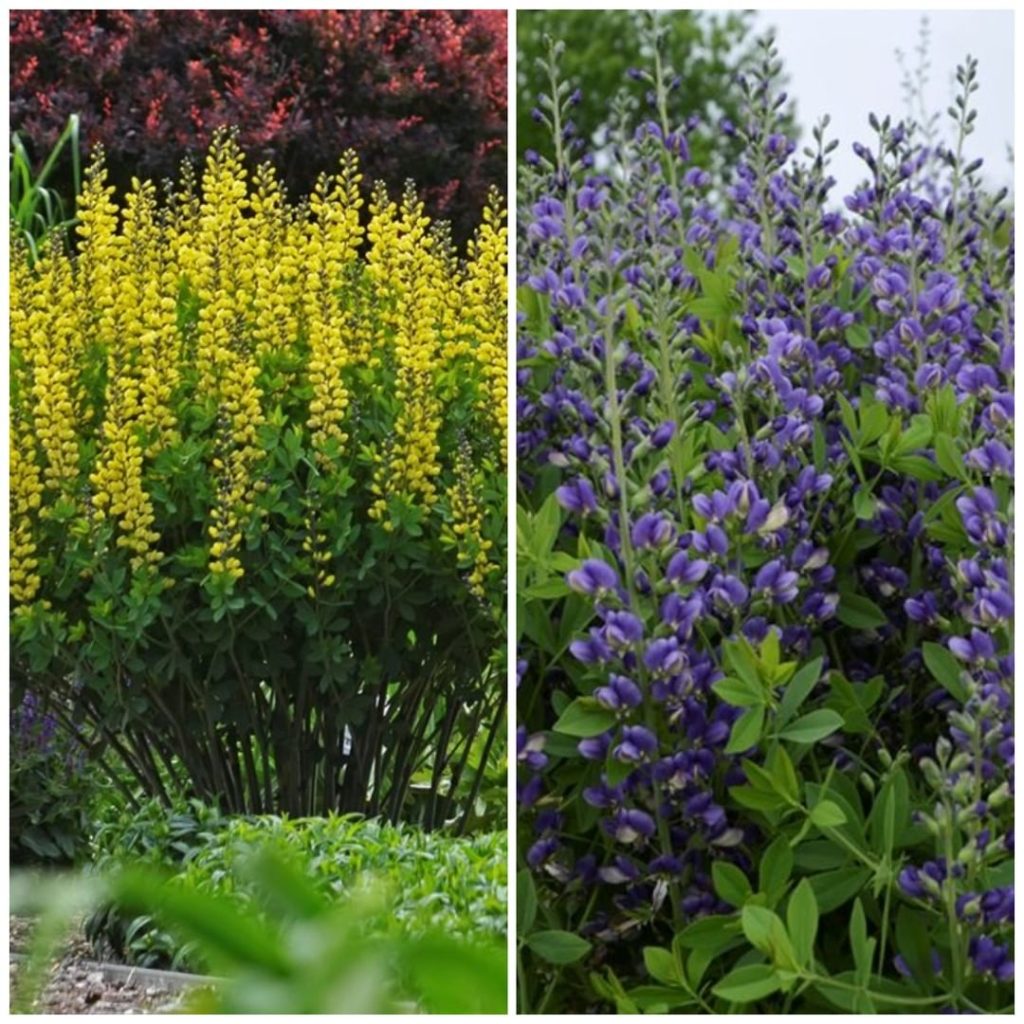 Which would you rather have for dessert, 'Lemon Meringue' or 'Blueberry Sundae'?...