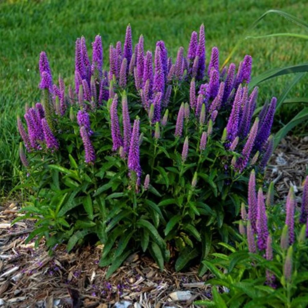 Looking to add more purple to your garden?
Here's a few great plants:
.
Perennia...