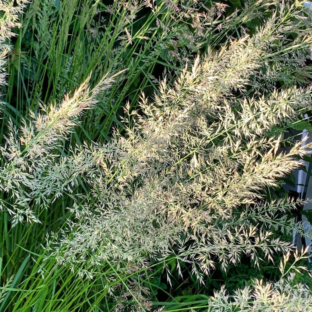 Evening light + grasses = 
.
.
.
.
#stipabrachytricha #evening #light #gardendes...