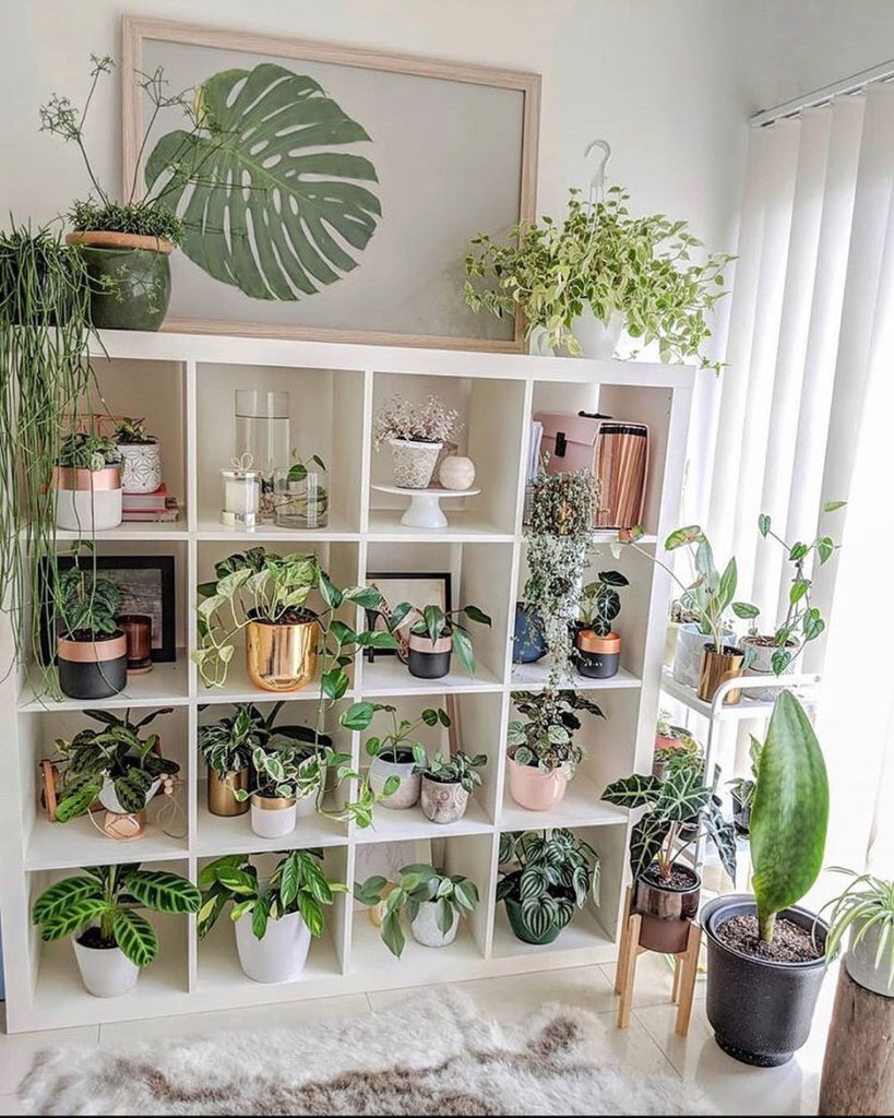 A perfect spot for every plant  Plant shelf by @lush_vibes_...