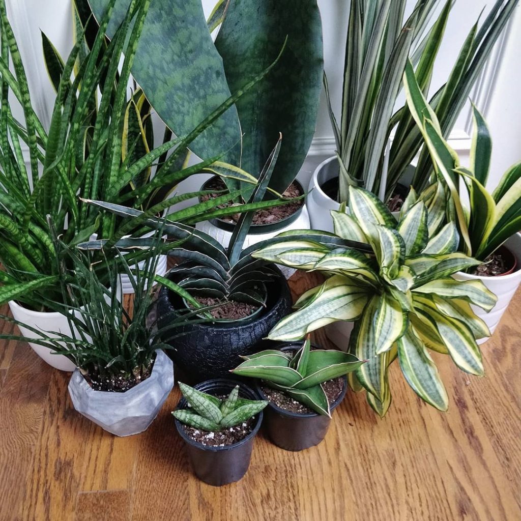 #SansevieriaSunday family photo for plant and human dads everywhere.
~
~
#housep...