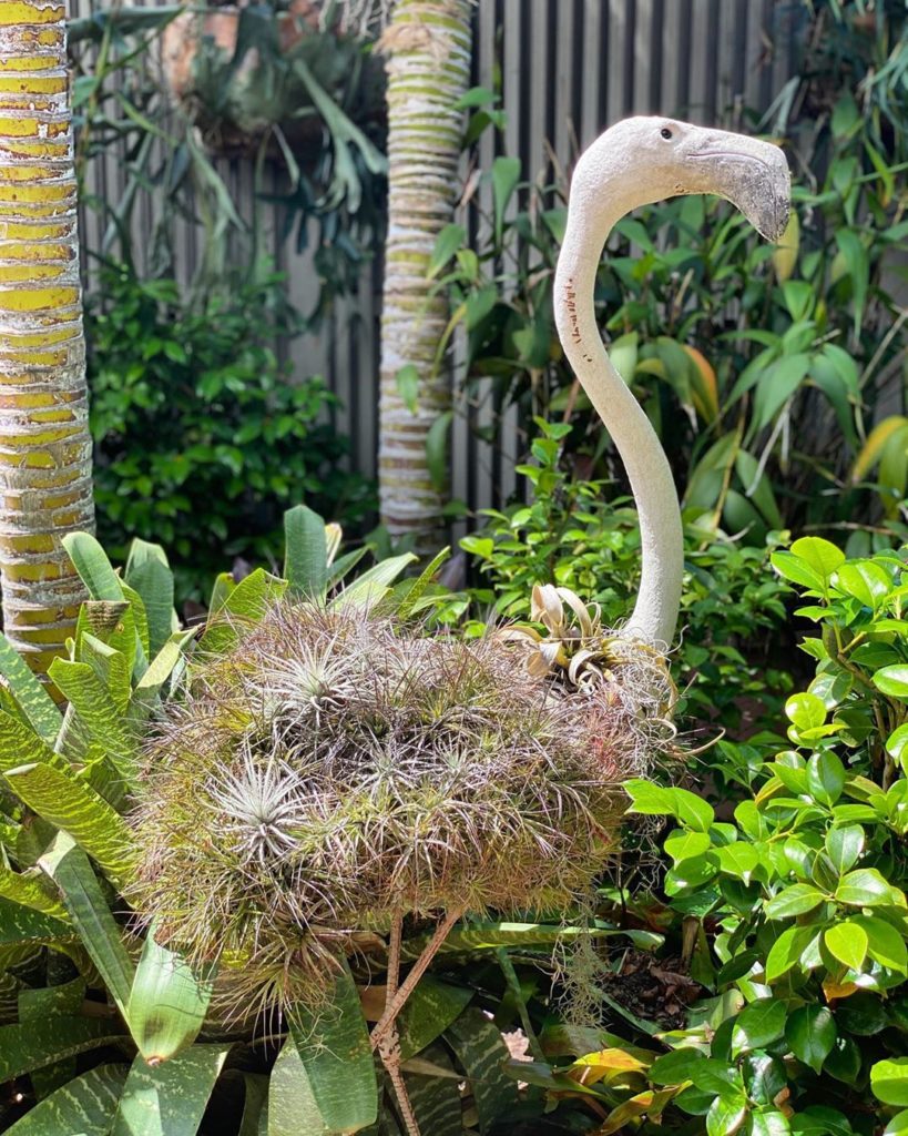 What would you name this airplant flamingo? 
.
.
#gardenart #gardenfun #airplant...