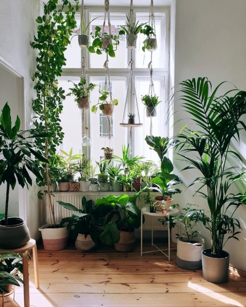 Who needs curtains when you have plants?  Window inspiration via @j9s_jungle...