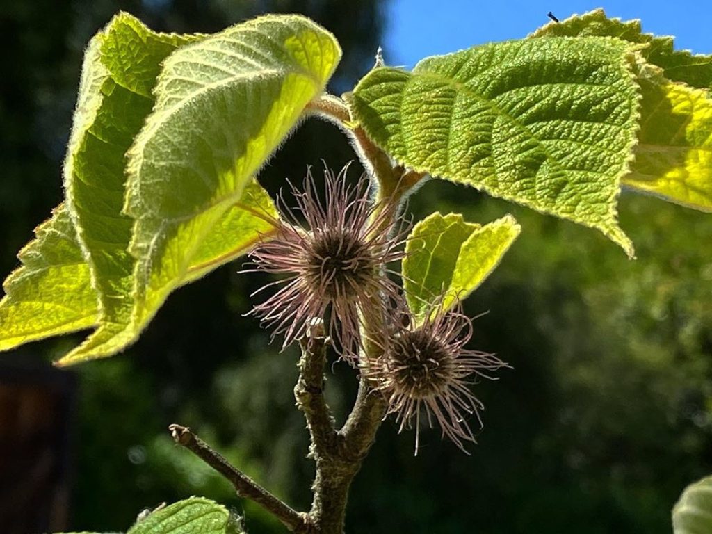 The madness of the #female #flowers of Broussonetia papyfera, the paper Mulberr...