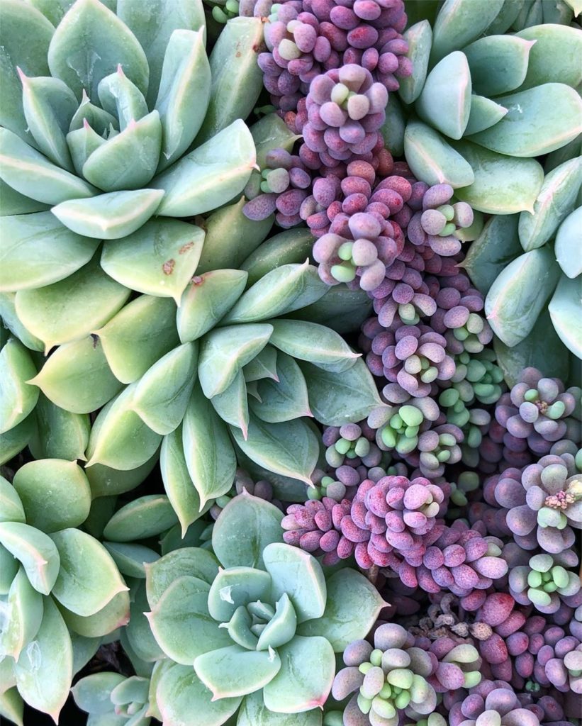 Love these little purple Dasyphyllum minor, (GOOD NEWS they’re on our site now!...