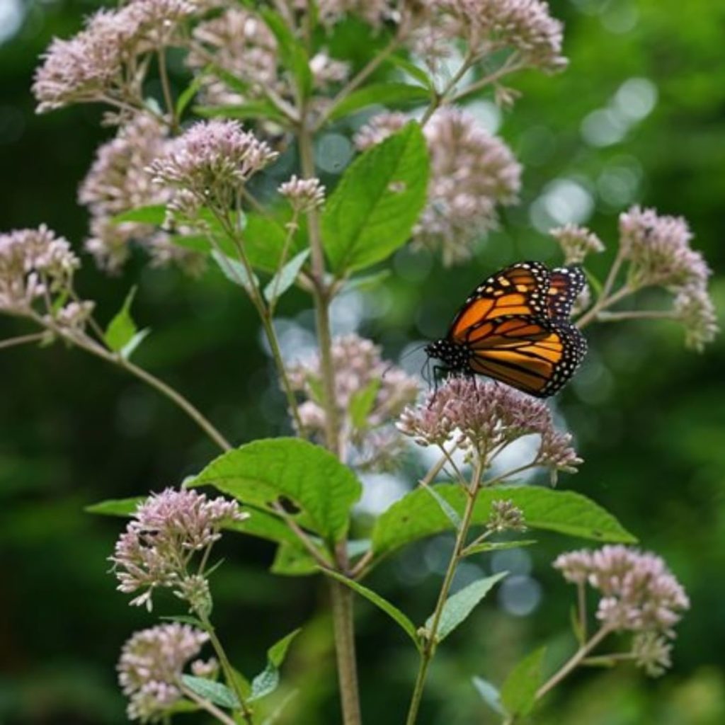 Mystery Plant Monday:
-Blooms July to September
-Attracts butterflies and bees
-...