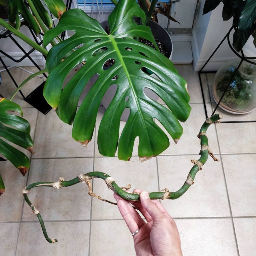 Propagation mindset: it's always worth a try.
~
~
#monsteradeliciosa #monstera #...