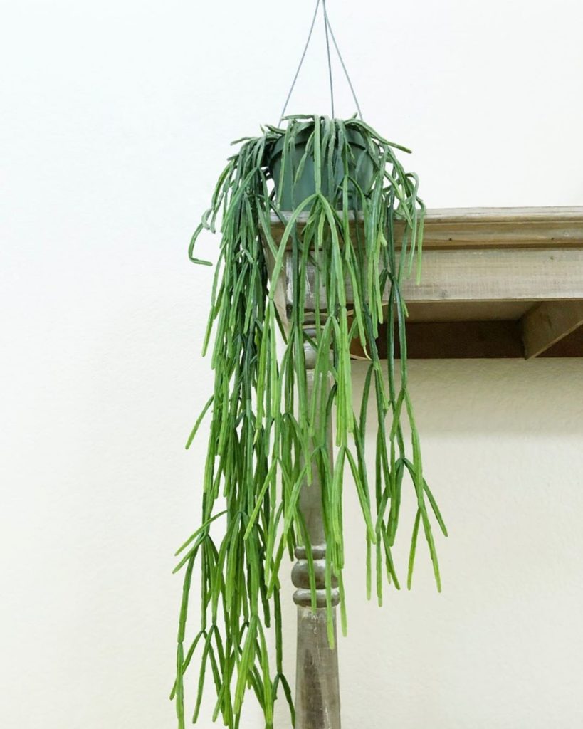 Hang in there! (New mistletoe cactus is on our site)...