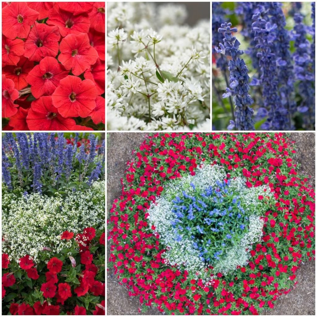 Looking to add some red, white, and blue to your garden this holiday weekend?
.
...