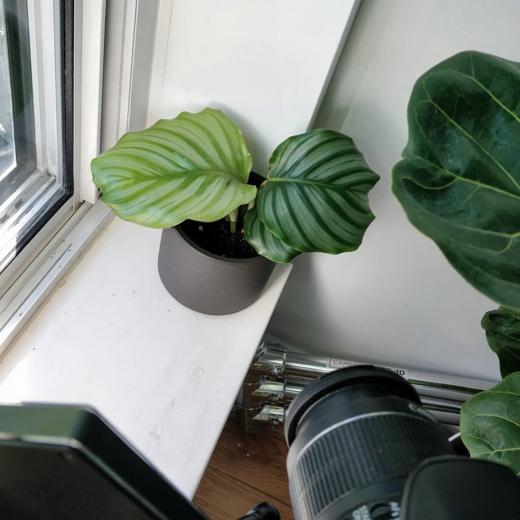 The latest leaf on my Calathea orbifolia is so much larger than the previous one...