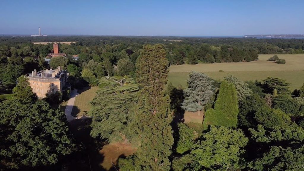 #Tuesday’s #tree of the #day : the familiar Sequoiadendron giganteum : #Giant Se...
