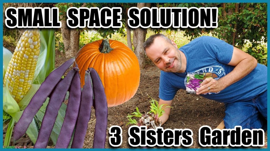 California Garden TV: Planting a 3 Sisters Garden / How to Grow Corn, How to Grow Squash, How to Grow Beans… Together! Planting a 3 Sisters Garden / How to Grow Corn, How to Grow Squash, How to Grow Beans... Together!