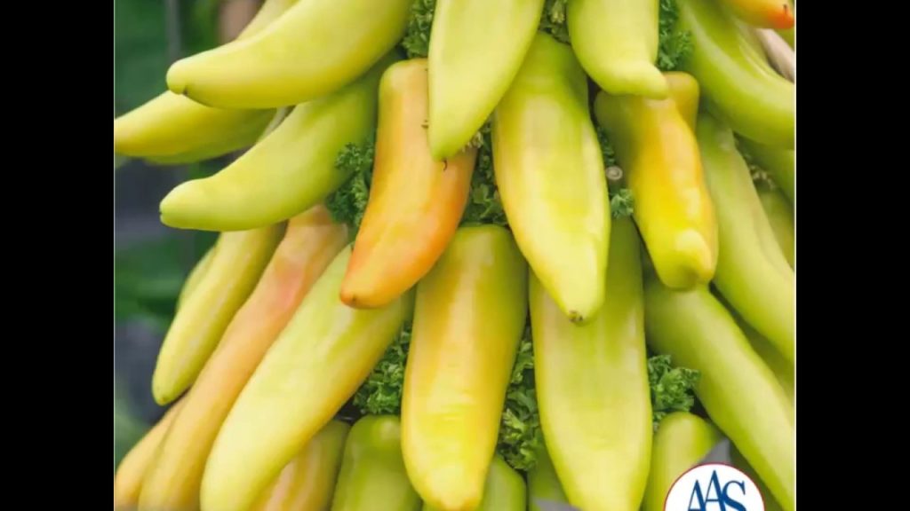 Semi-hot  Mexican Sunrise Hungarian Pepper