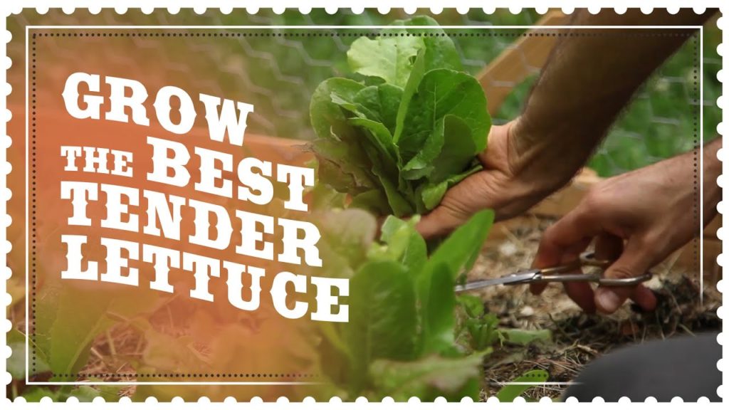 Siloé Oliveira: GROW Tender LETTUCE in Easy Salad-sized CLUMPS GROW Tender LETTUCE in Easy Salad-sized CLUMPS
