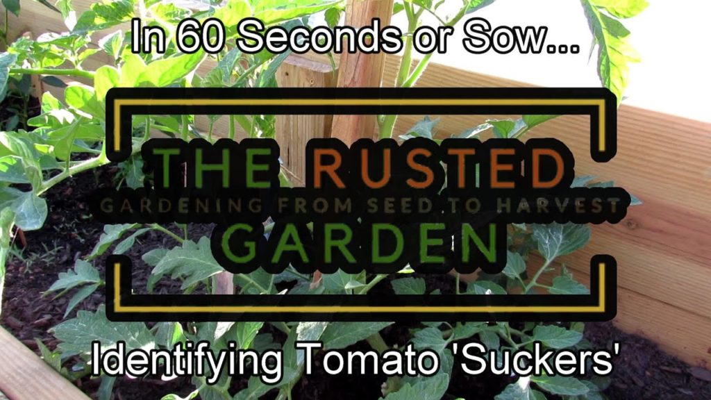 Gary Pilarchik: In 60 Seconds or Sow: How to Identify Tomato 'Suckers' & Why or Why Not You Would Remove Them In 60 Seconds or Sow: How to Identify Tomato 'Suckers' & Why or Why Not You Would Remove Them