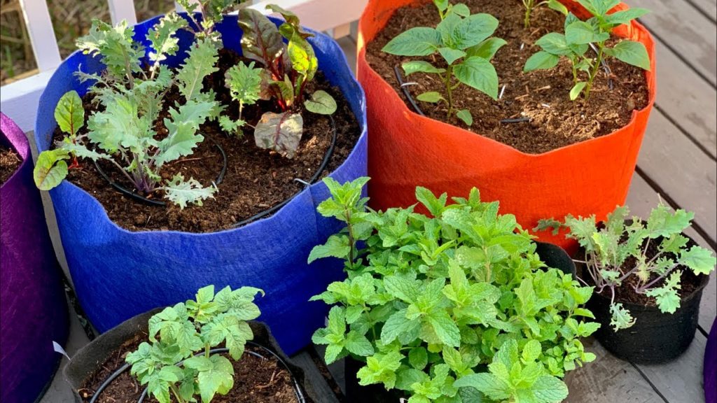 CaliKim: π
 LIVE: Container Gardening FAQ's – Drip Irrigation, Water Damage on Decks, and More π₯¬π₯πΆπ₯ (REPLAY) π
 LIVE: Container Gardening FAQ's - Drip Irrigation, Water Damage on Decks, and More π₯¬π₯πΆπ₯ (REPLAY)