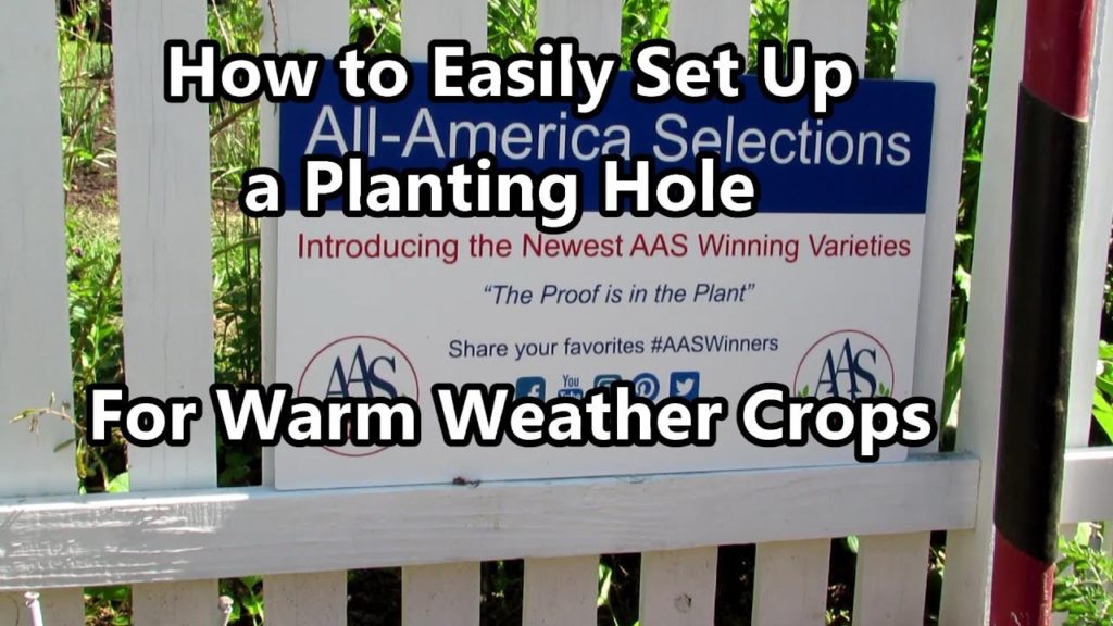 All-America Selections Flowers & Vegetables: How Easily Set Up the Planting Hole for Cucumbers, Melons, Squash, Zucchini & More: Water is Key! How Easily Set Up the Planting Hole for Cucumbers, Melons, Squash, Zucchini & More: Water is Key!