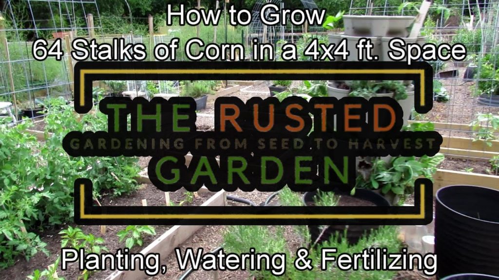 How to Grow 64 Stalks of Corn in a 4x4 Foot Space:  Principles, Planting, Watering & Fertilizing