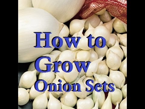 MIgardener: How to Easily Grow Your Own Onion Sets at Home How to Easily Grow Your Own Onion Sets at Home