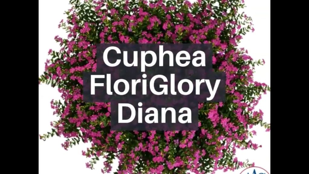 Flower Power With Cuphea FloriGlory