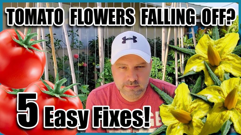 7 Minutes and 5 Tips for 10 x Tomato Production!