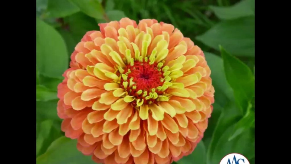 Spectacular Zinnia Queeny Lime Orange