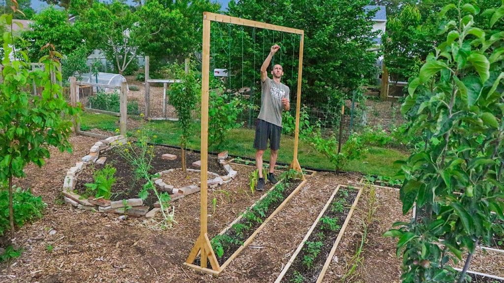 James Prigioni: How to Build a Tomato Trellis Using Only ONE PIECE of WOOD, CHEAP and EASY Backyard Gardening How to Build a Tomato Trellis Using Only ONE PIECE of WOOD, CHEAP and EASY Backyard Gardening