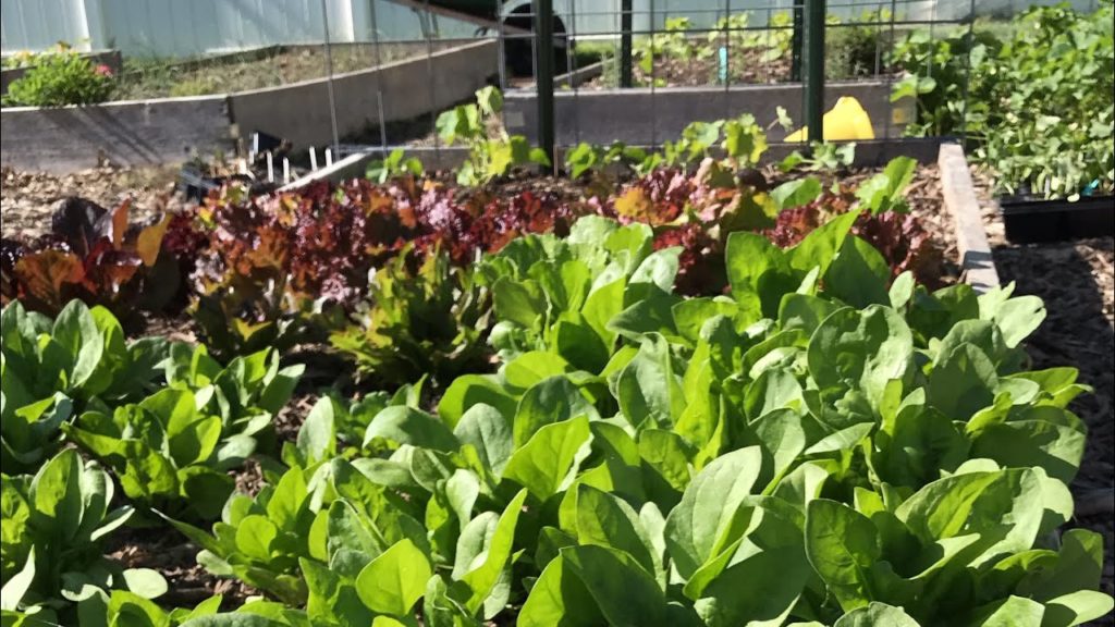 3 Ways to Keep Your Plants Cool and Thriving During Hot Weather