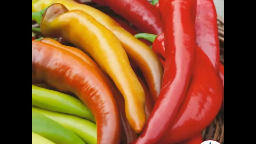 High Heat Hungarian Pepper - Mexican Sunset