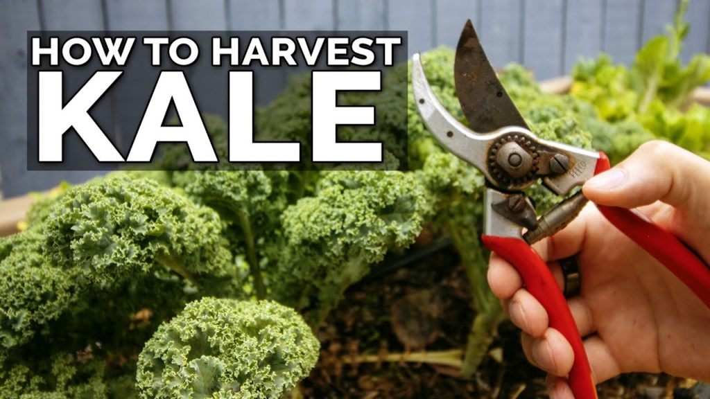 How to Harvest Kale (+ Kale Chips Recipe)
