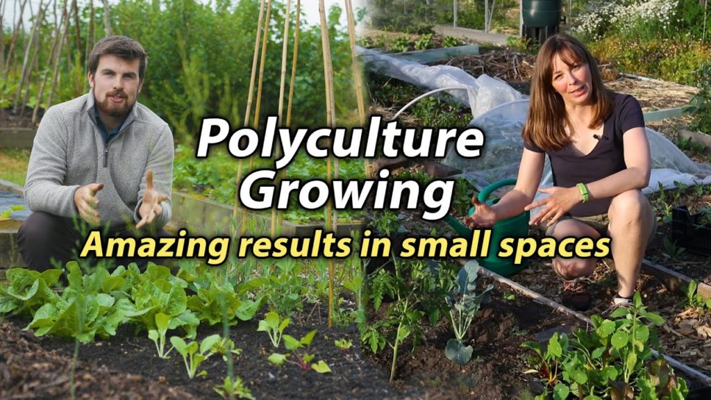 Huw Richards: Polyculture Planting | Incredible Way to Increase Production in a Small Space Vegetable Garden Polyculture Planting | Incredible Way to Increase Production in a Small Space Vegetable Garden