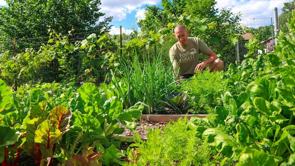 James Prigioni: I wish they told me This when I first started Gardening, How to IMMEDIATELY Increase your Harvest I wish they told me This when I first started Gardening, How to IMMEDIATELY Increase your Harvest