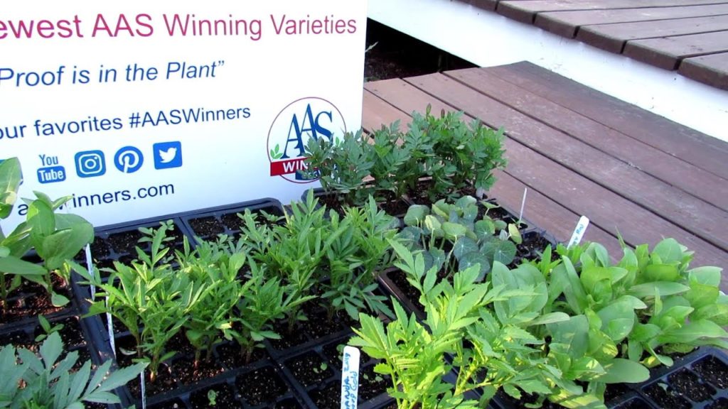 Pollinator Container Gardening E1: A Great Annual for New Gardeners, Using Marigolds to Attract Bees