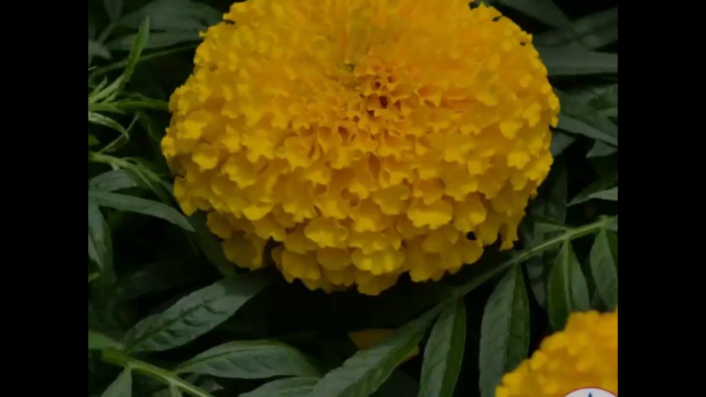 Marigold Big Duck Gold