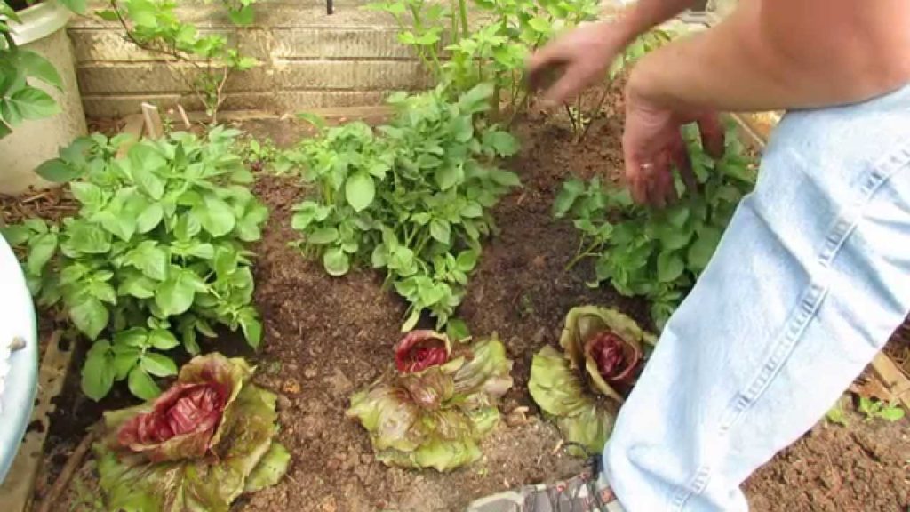 Gary Pilarchik: Increase Potato Yield by Trenching,  Back-Filling & Mounding – TRG 2014 Increase Potato Yield by Trenching,  Back-Filling & Mounding - TRG 2014
