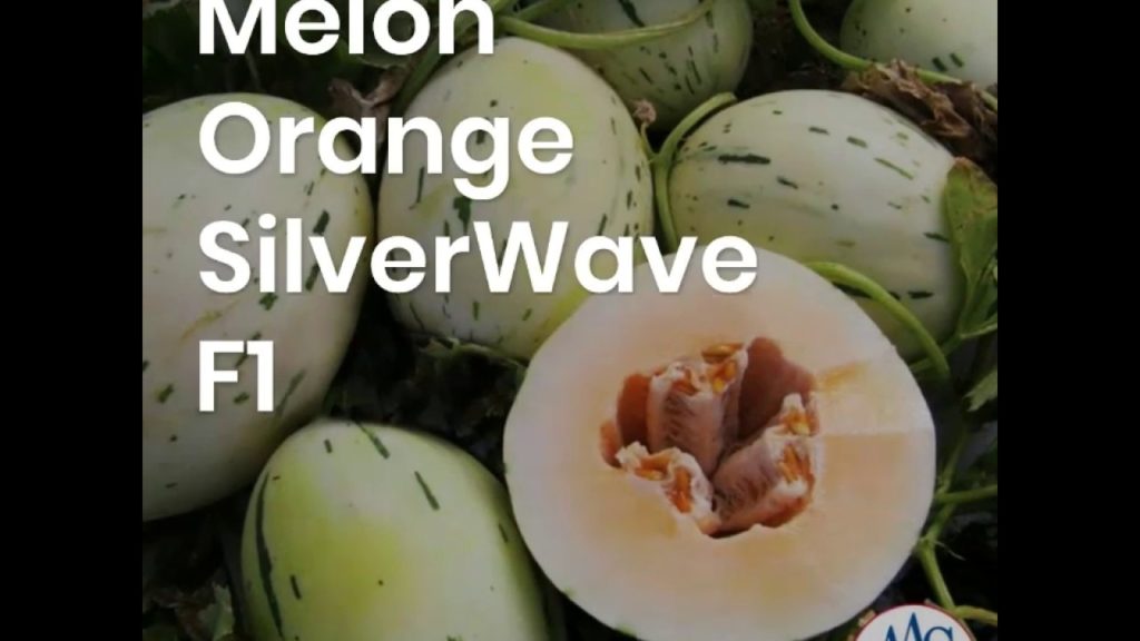 All-America Selections Flowers & Vegetables: Sweet Orange SilverWave Melon Sweet Orange SilverWave Melon