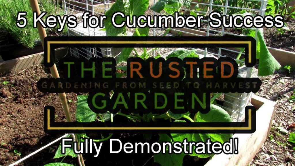 For New Gardeners - 5 Keys for Growing Cucumbers Successfully all Season Long: Fully Demonstrated!