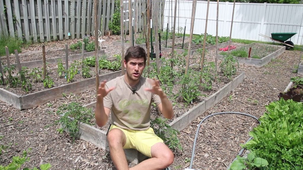 How to Prune and Support Single Stem Tomatoes