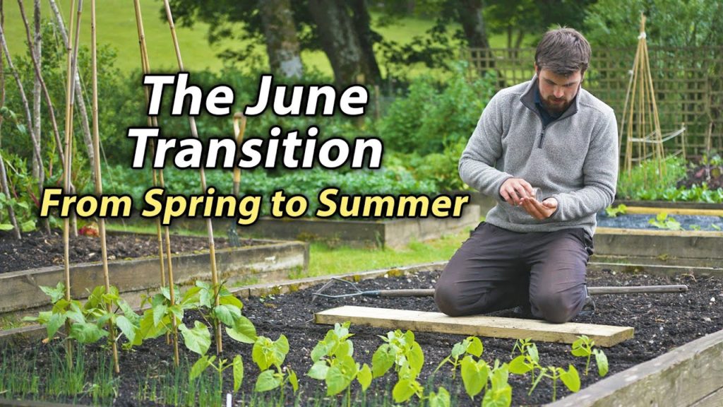 Huw Richards: Early Summer in the Vegetable Garden | What Tasks I'm Focusing on in June Early Summer in the Vegetable Garden | What Tasks I'm Focusing on in June