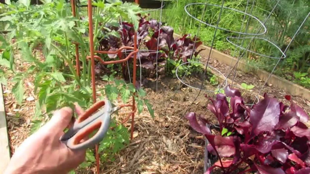 Gary Pilarchik: Why & How to Bottom Prune Tomato Plants: Airflow, Splash Barrier, Decrease Diseases – TRG 2015 Why & How to Bottom Prune Tomato Plants: Airflow, Splash Barrier, Decrease Diseases - TRG 2015