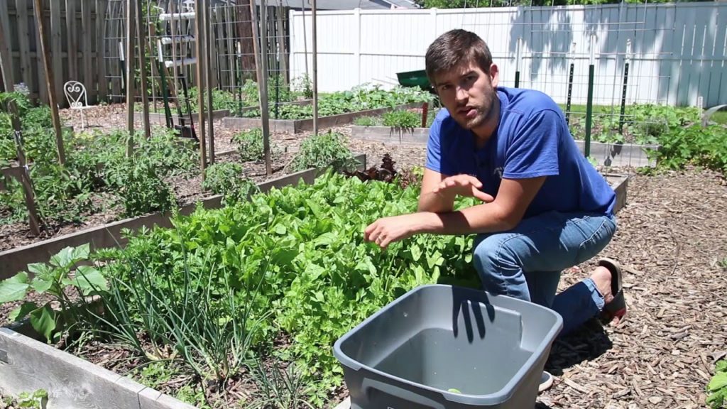 Surprising Crops You Can Grow In June (Early Summer)