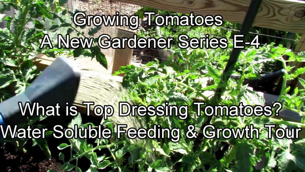 Growing Tomatoes - A New Gardener Series E-4: Top Dressing Tomatoes, Water Soluble Feeding & Tour