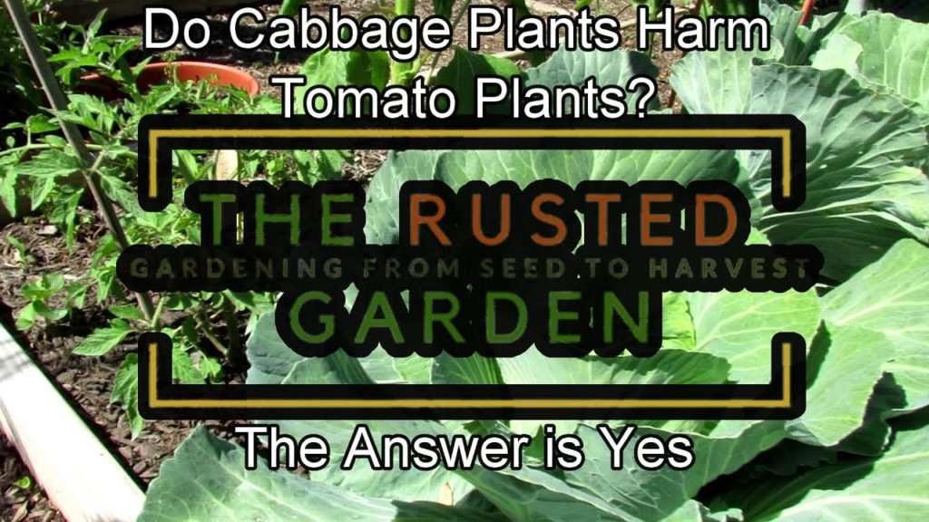 Can Cabbage Plants Harm Tomato Plants?: Don't Plant Them Together, The Answer is Yes & Here's Proof!